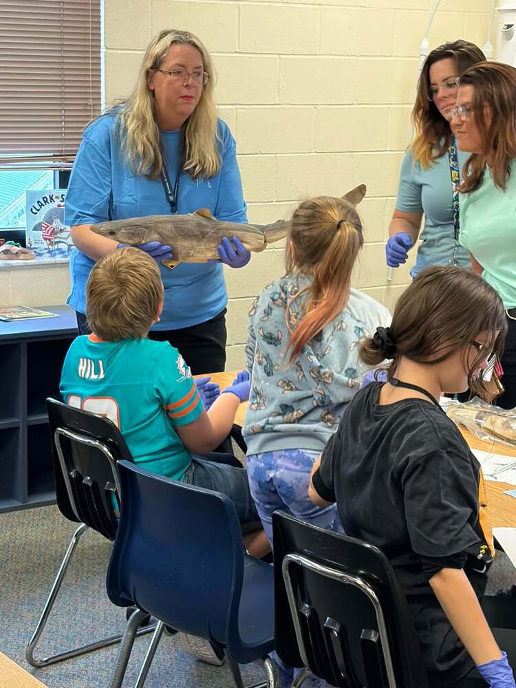 Students learn about sharks