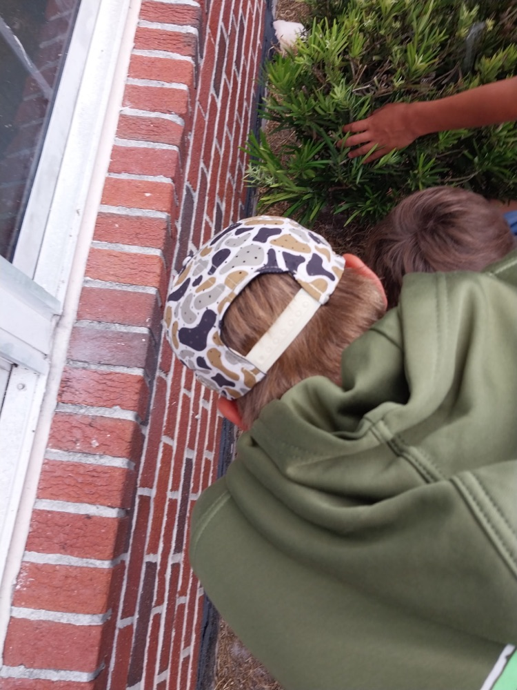 students looking for ant lions