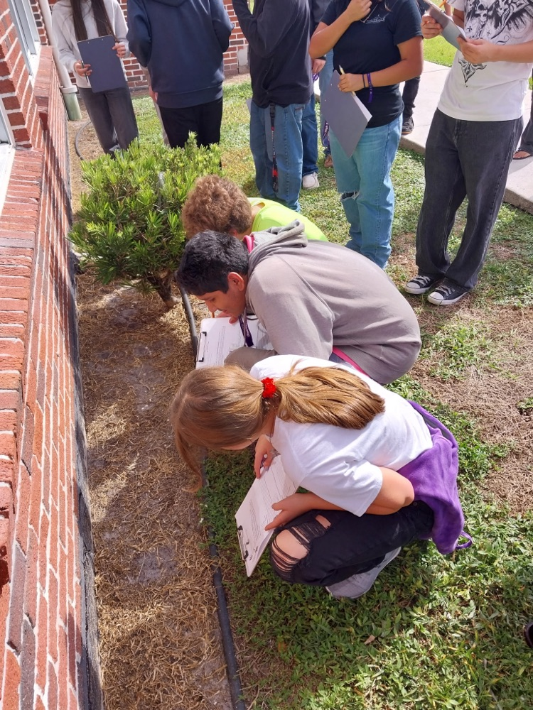 students looking for ant lions
