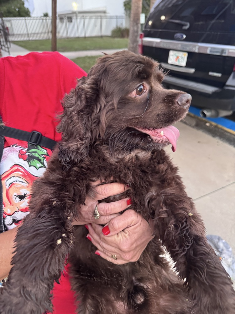 teacher holding puppy