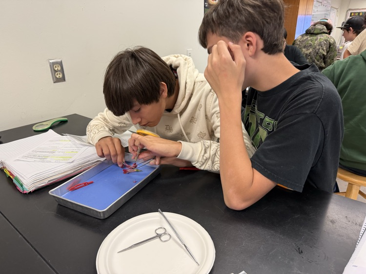 students working on flower dissection 