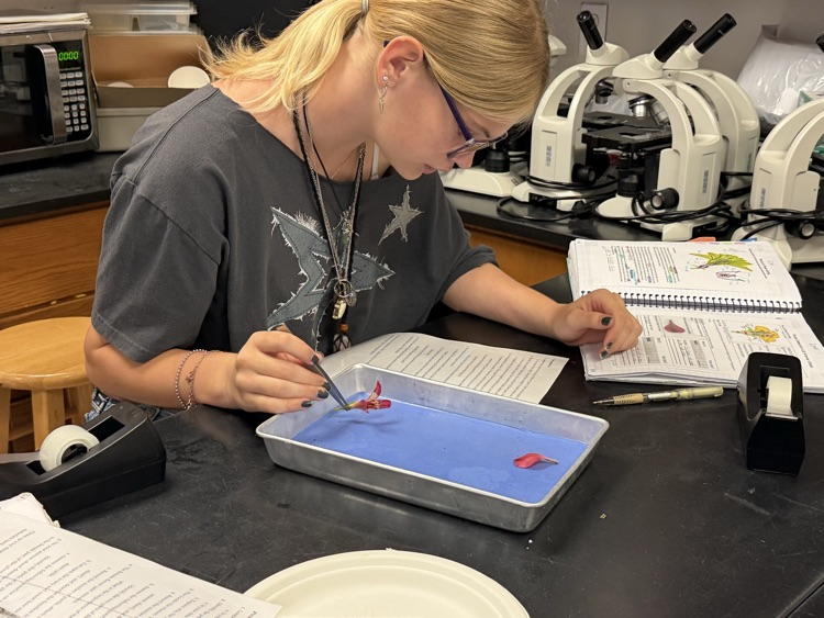 students working on flower dissection 