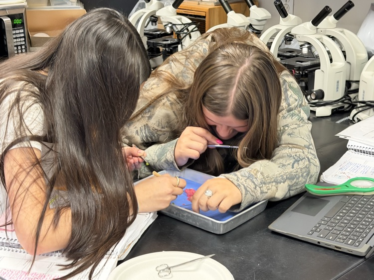 students working on flower dissection 