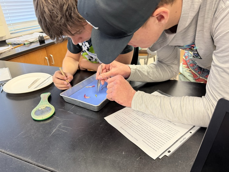 students working on flower dissection 