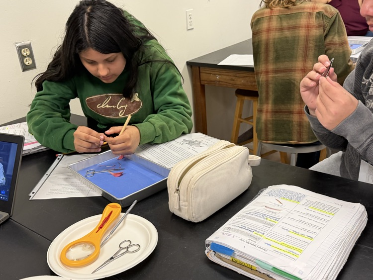 students working on flower dissection 