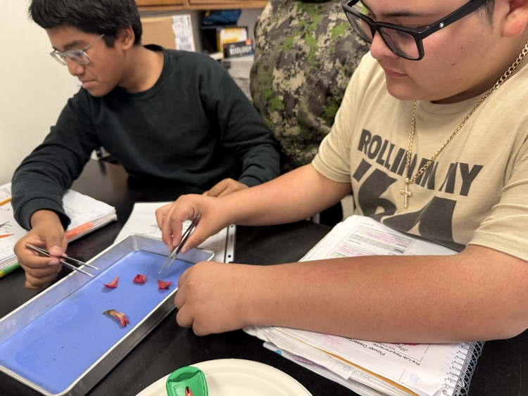 students working on flower dissection 