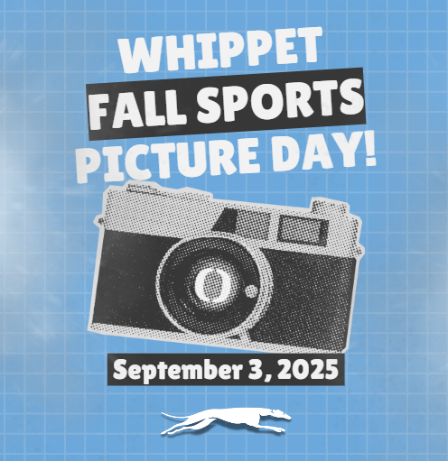 whippet pictures