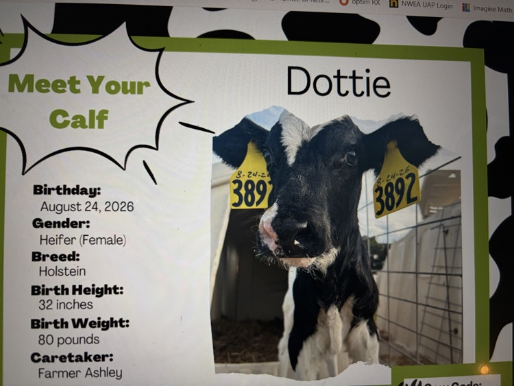 Mrs. Hayward’s class cow Dottie