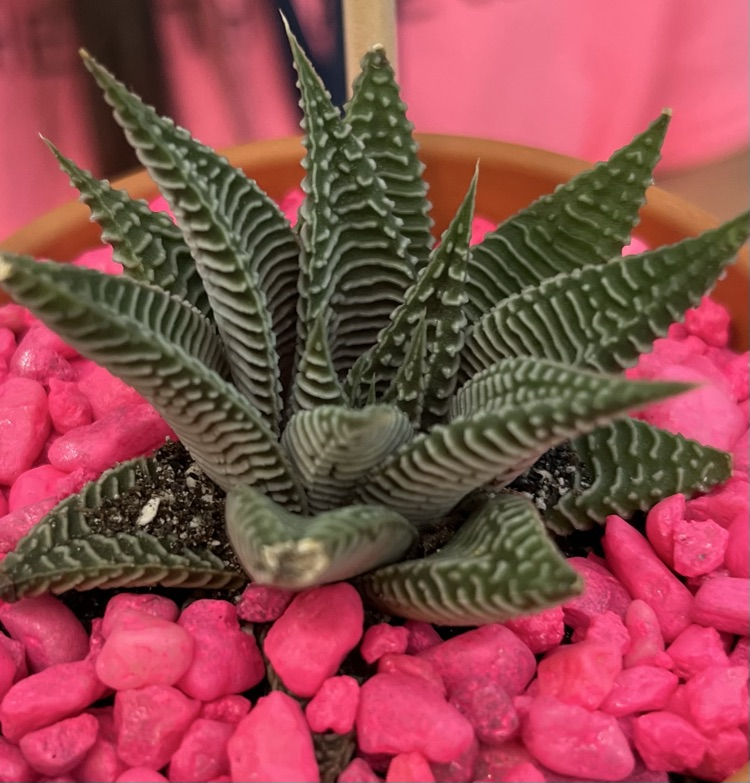 plants