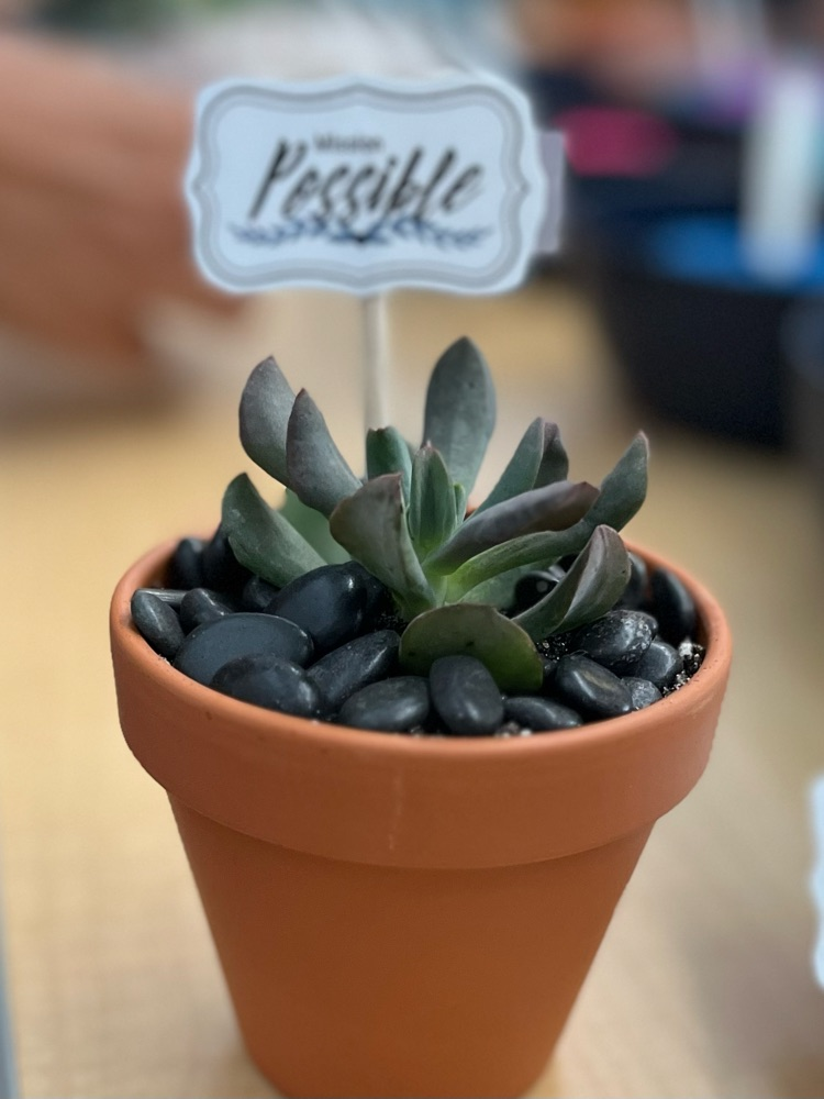 plants