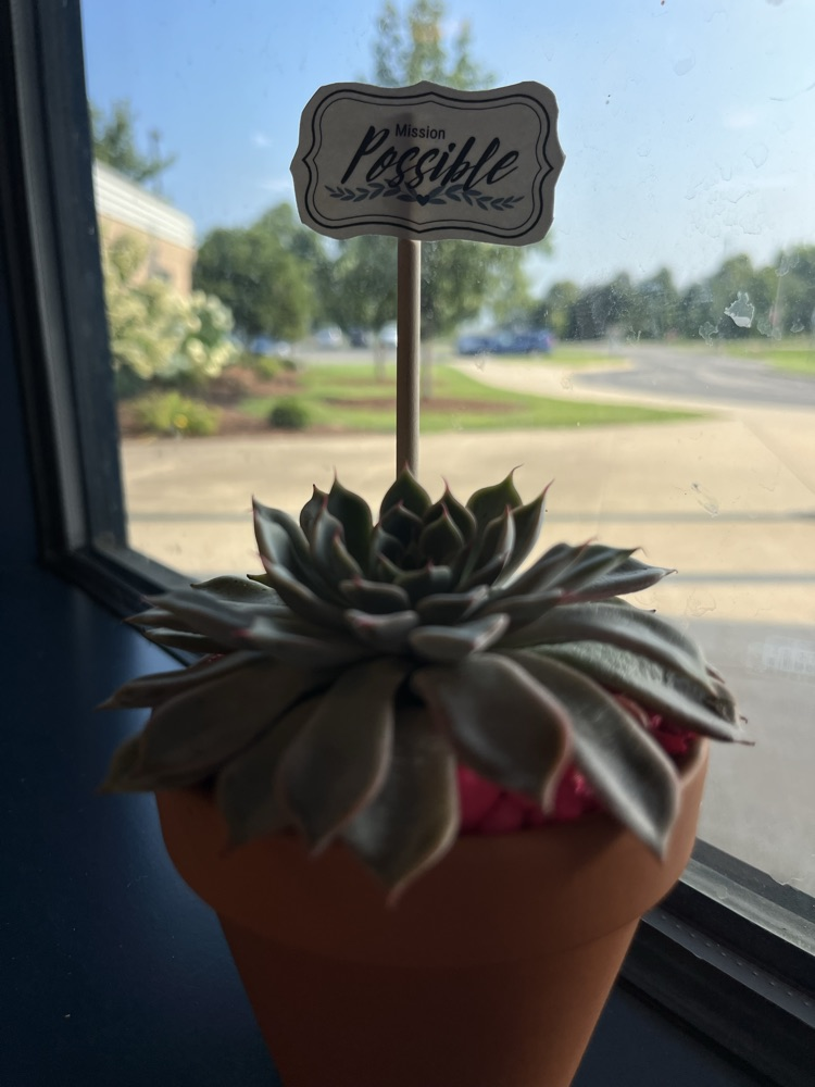 plants