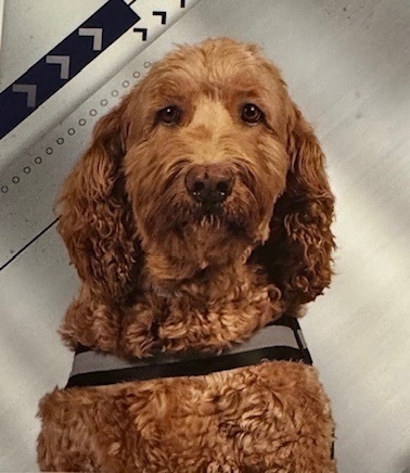 Ella - School Therapy Dog