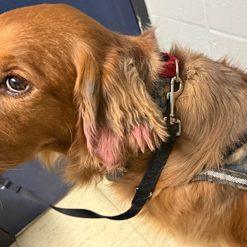 Olivia in the counseling office