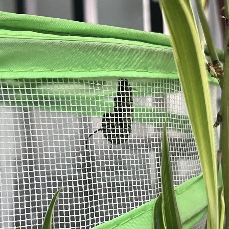 caterpillar 