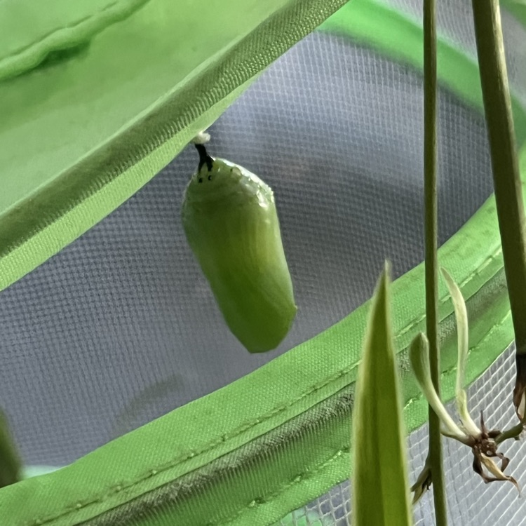 chrysalis 