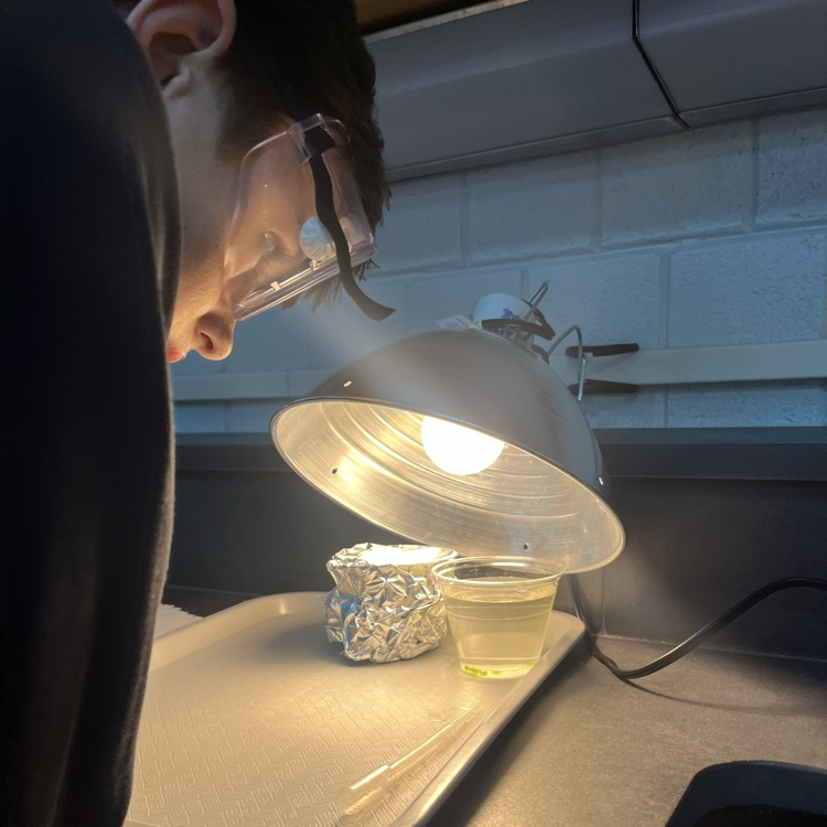 science floating leaf experiment 