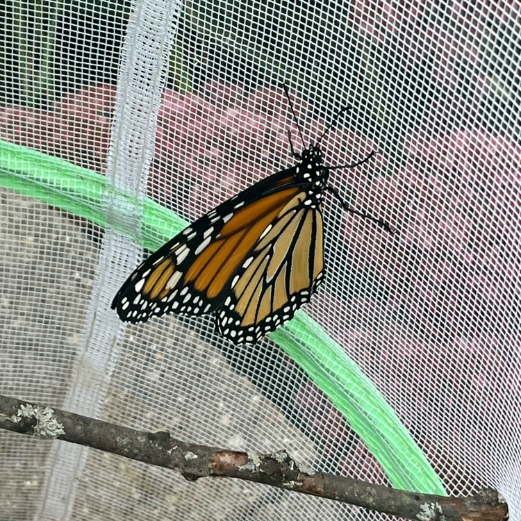 butterfly