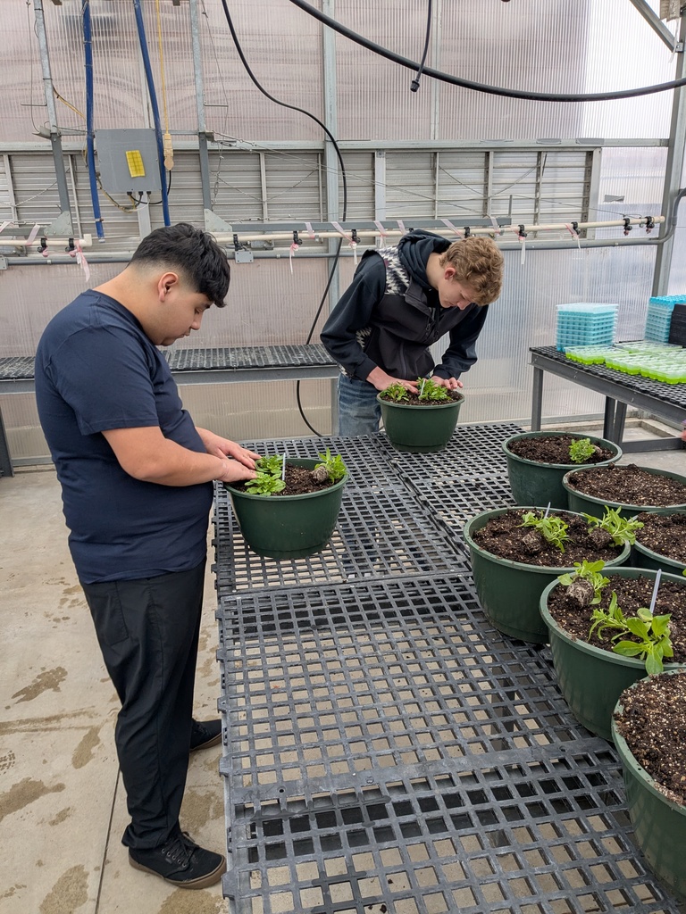 Greenhouse operations students Luis Orozco and Darius Christensen transport valuable flower liners into 12" hanging baskets.