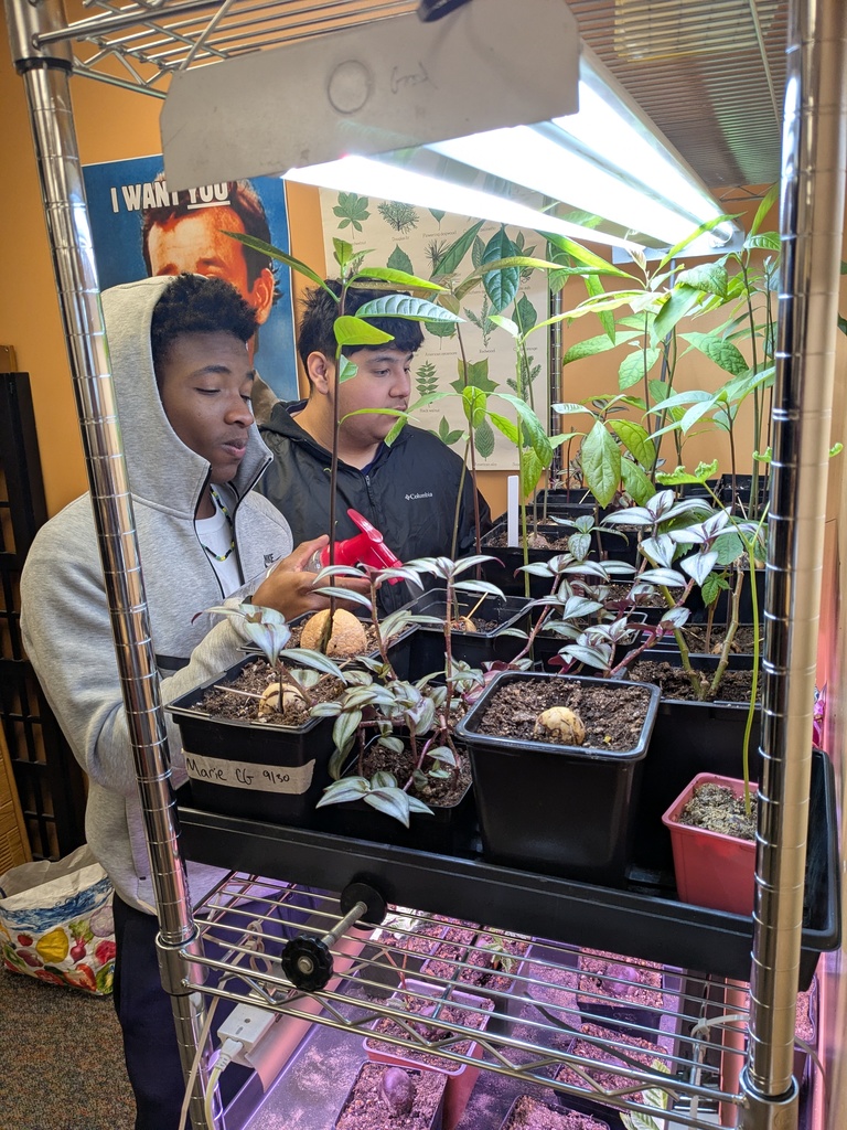 Dev Dinnall and Luis Orozco keeping their avocados in the game. Greenhouse operations students are competing to have the healthiest and best-grown ornamental avocado trees.