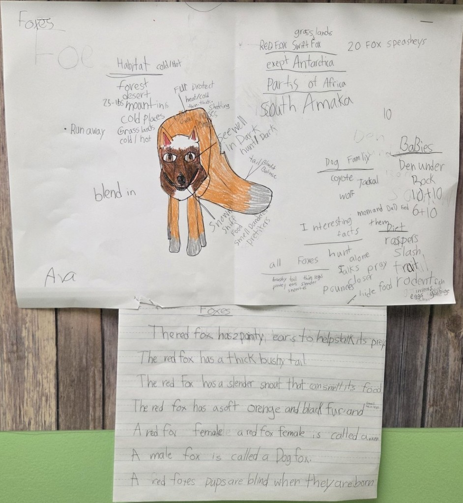A 2nd grade student completed a hand written and illustrated poster with facts about foxes.