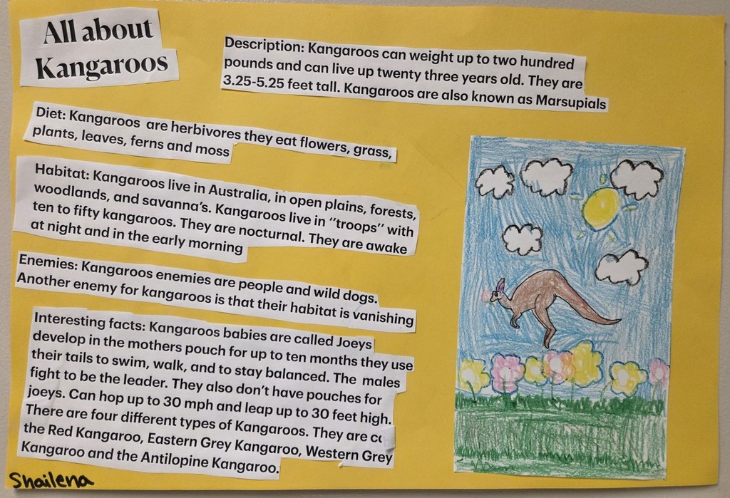 "All about Kangaroos" poster with typed kangaroo facts and a hand drawn illustration of a kangaroo done by a 2nd grade student.