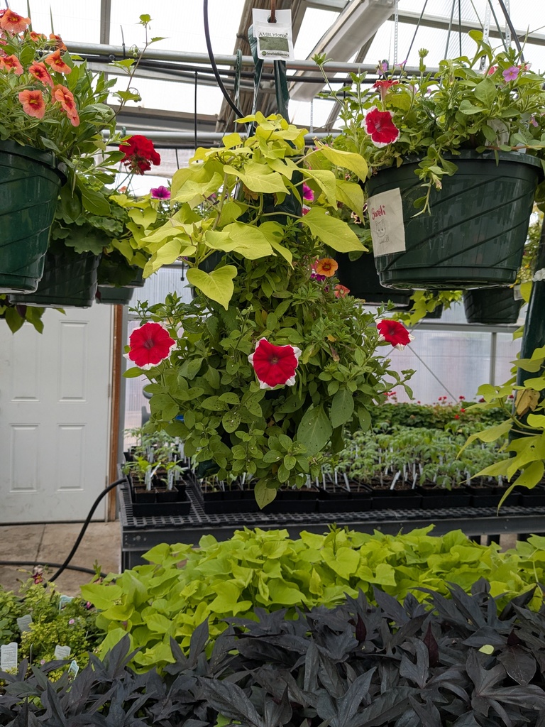 Students have been caring for a mix of basket and hanging pouches.
