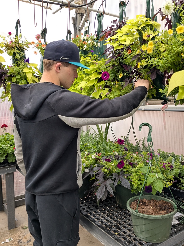 Sophomore student, Easton Jensen, pinches back growth of our trailing verbenas and potato vines.