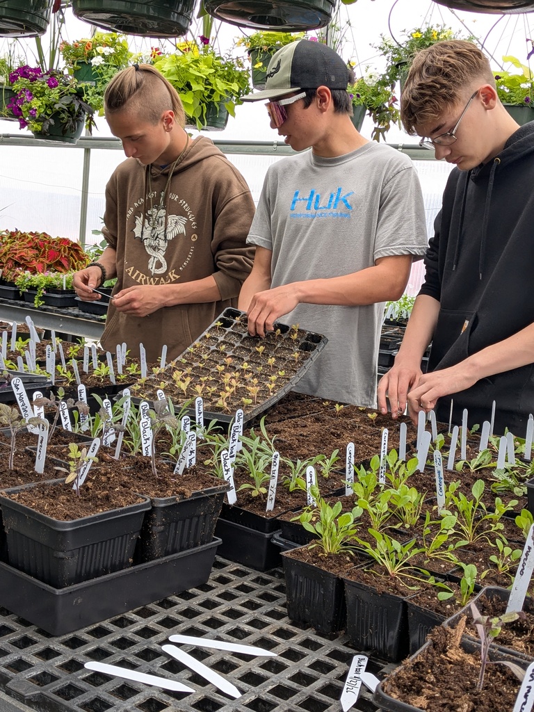Tommy Kirk, Trevor Marchand, and David Oakman transplant and label the last of our purslane starts.