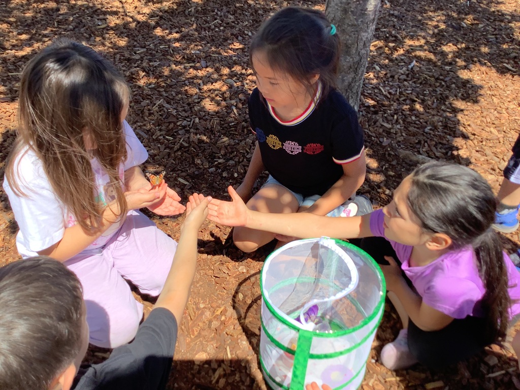 Students share in the experience of the butterfly release. Ask them what a chrysalis is, I bet they know.