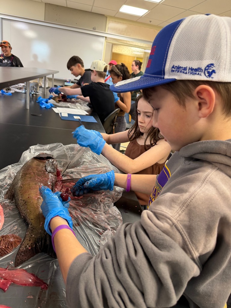 salmon dissecting clas