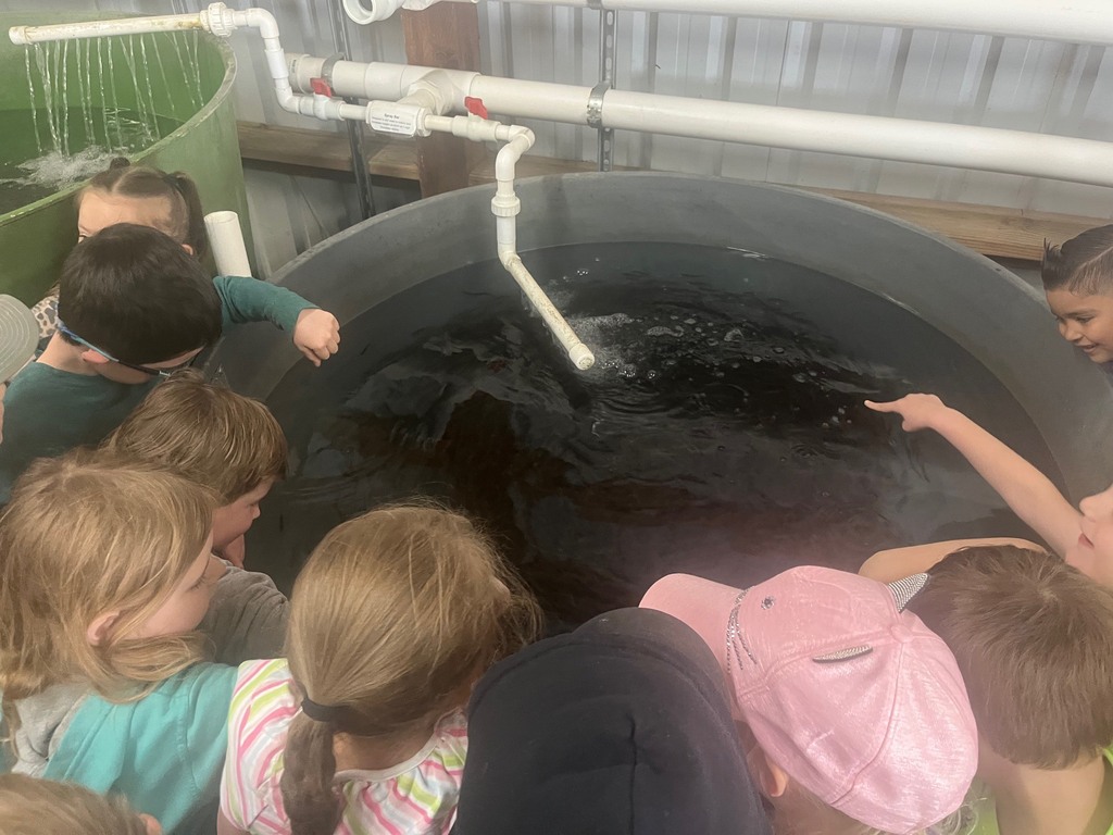 Kindergartners took a tour of the fish hatchery for "F" day of our 26 day countdown. They loved all of the fish! Thank you Mr. Hoffman!