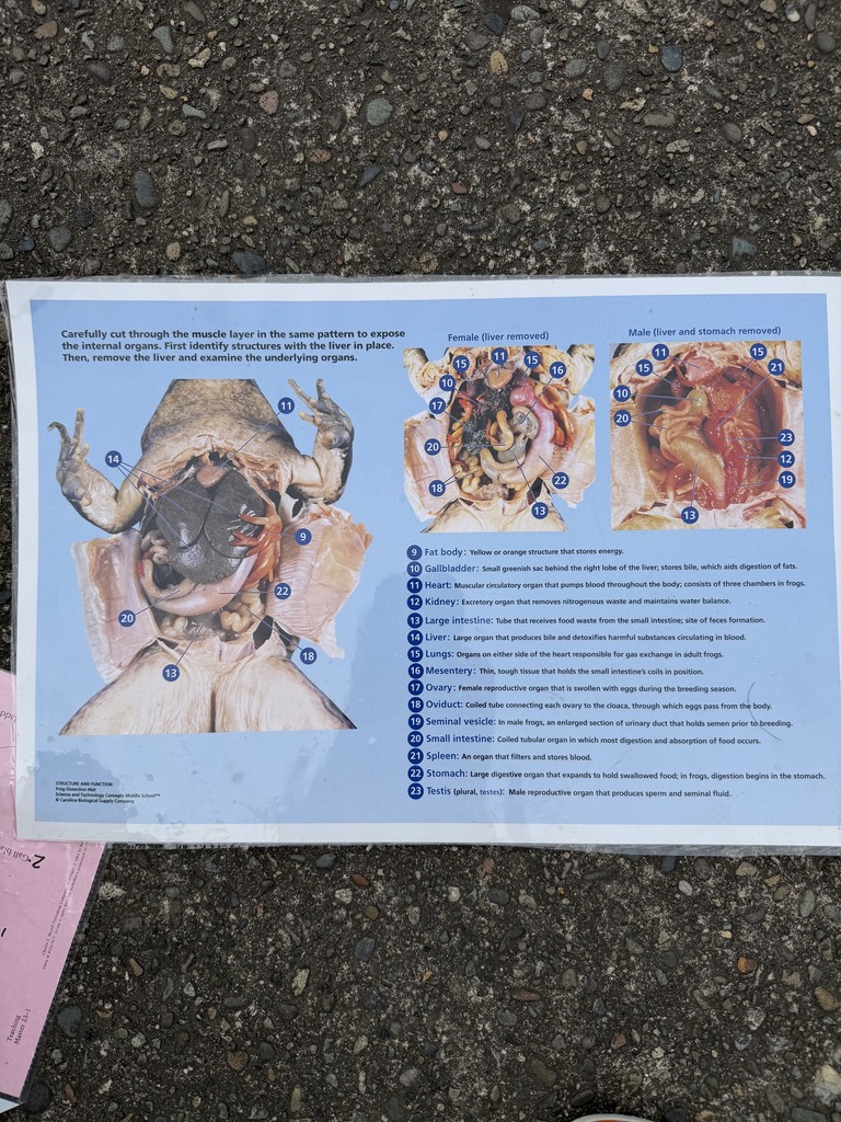 color picture from a textbook of the internal organs of a frog