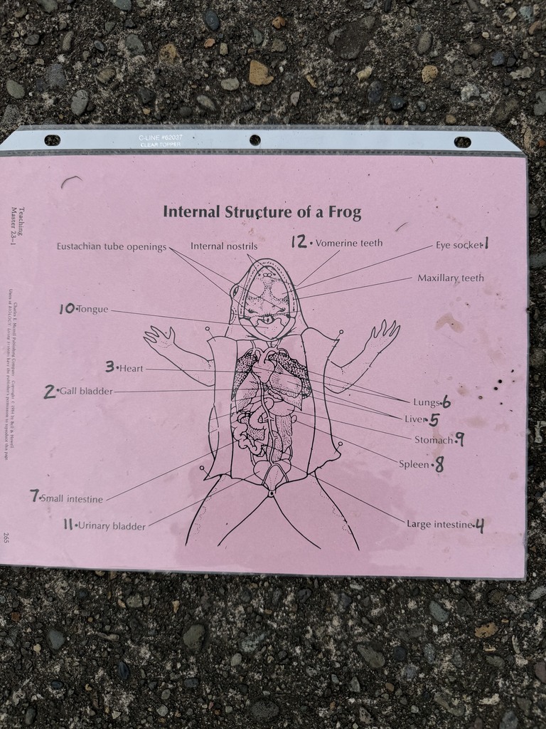 Dissection structure of a frog