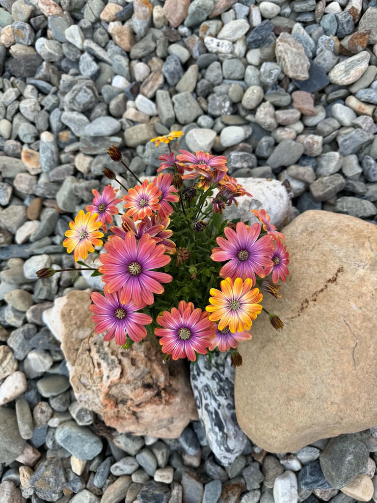 Campus flowers
