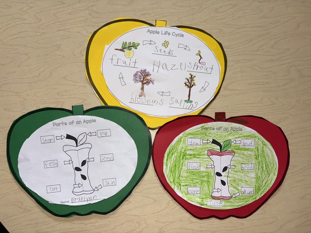 Our 2nd grade scientists are exploring apples from the inside out 🍎 Learning all about the parts of an apple and its life cycle!