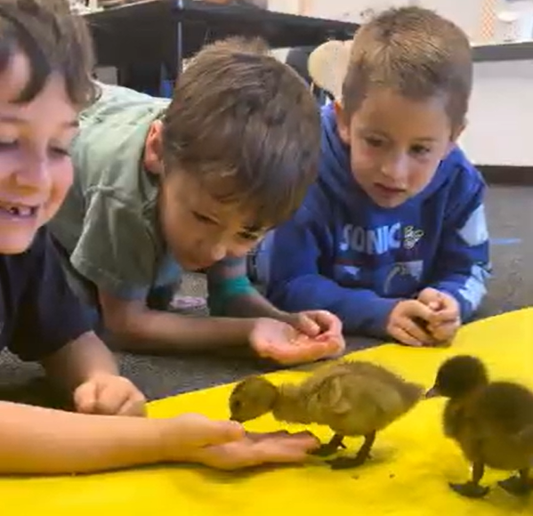 kindergarten DUCKLING THUMBNAIL