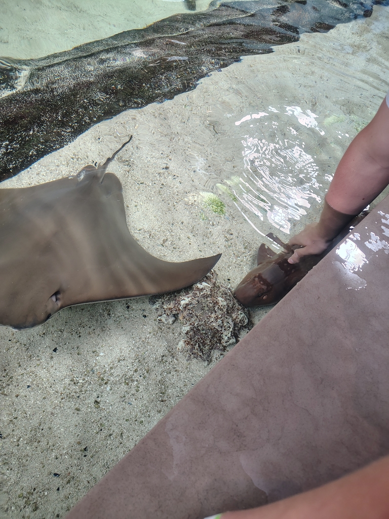 Petting the stingrays