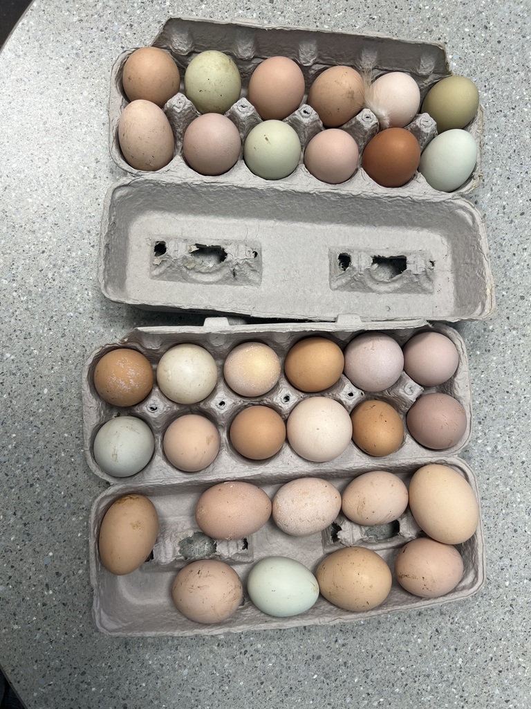 Two cartons of different colored brown chick eggs
