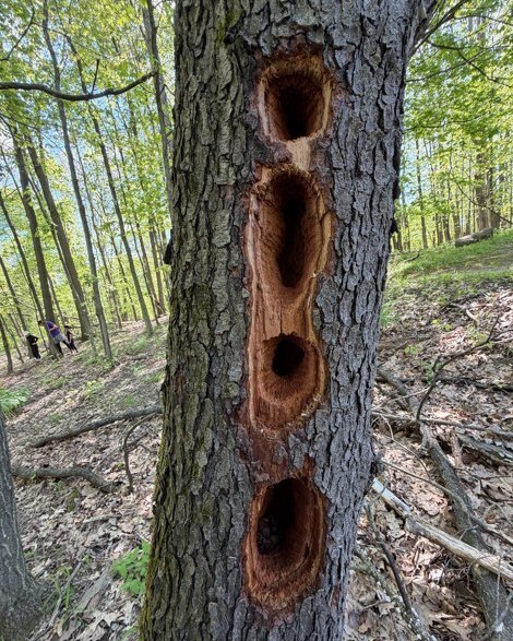 A tree with woodpecker holes in it 