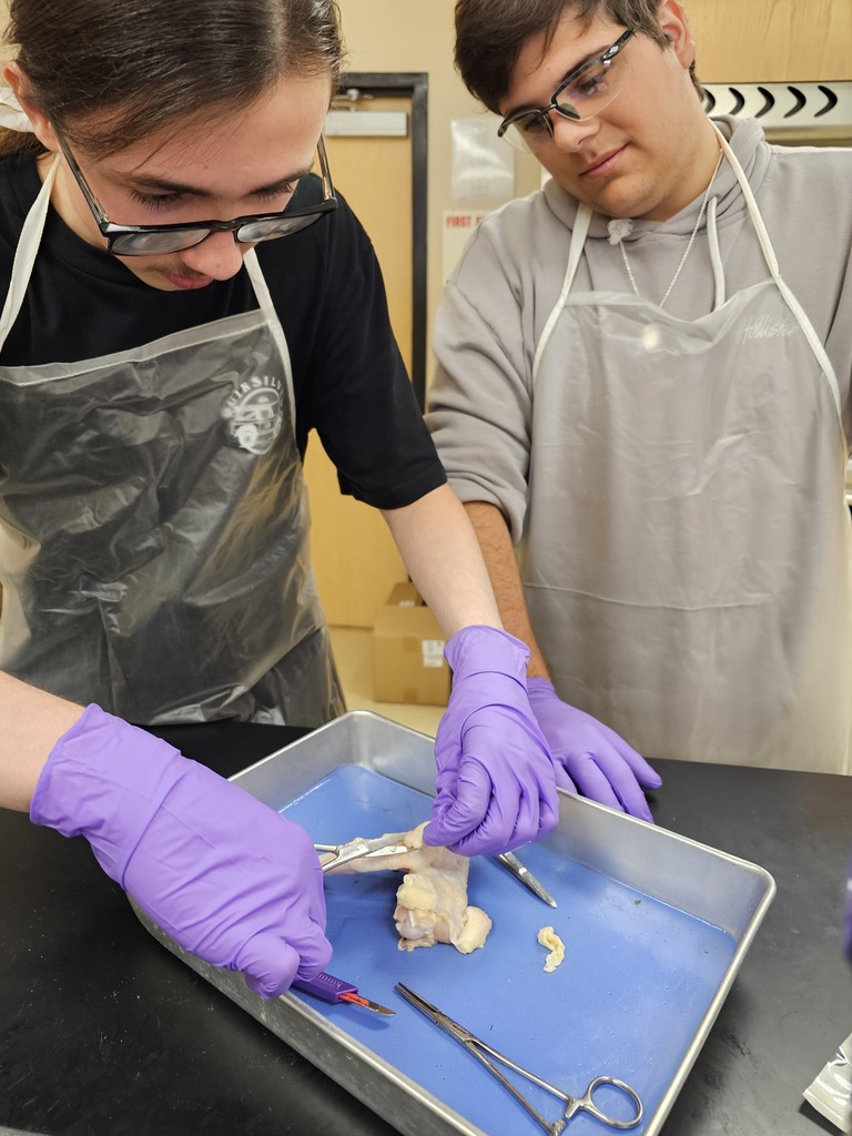 two male students dissecting a chicken wing