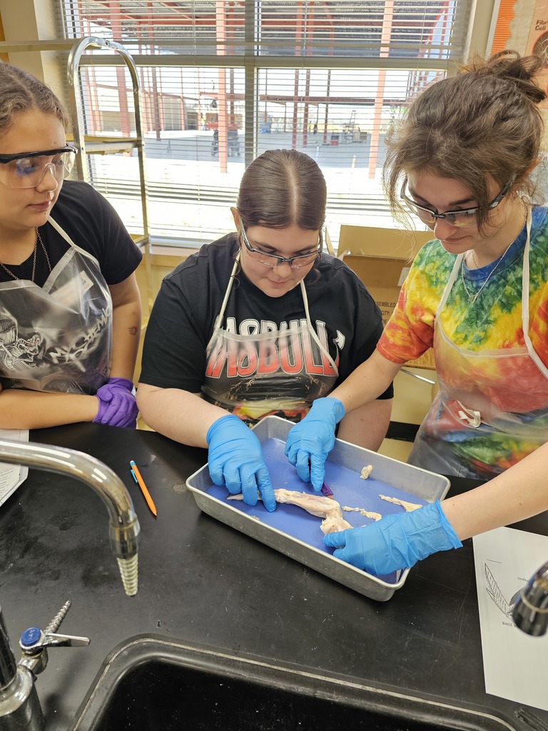 three students dissecting a chicken wing
