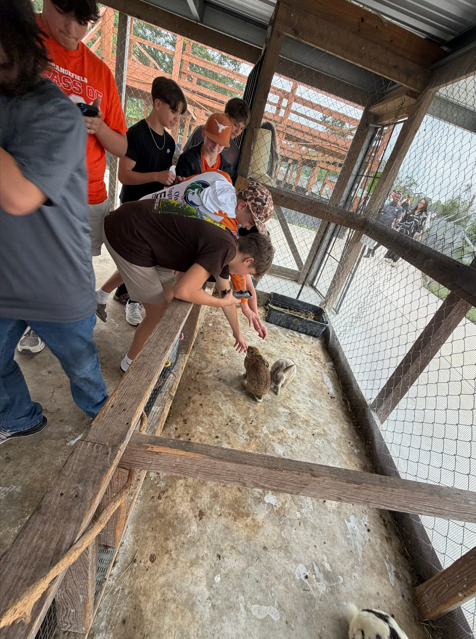 8th graders interact with rabbits.