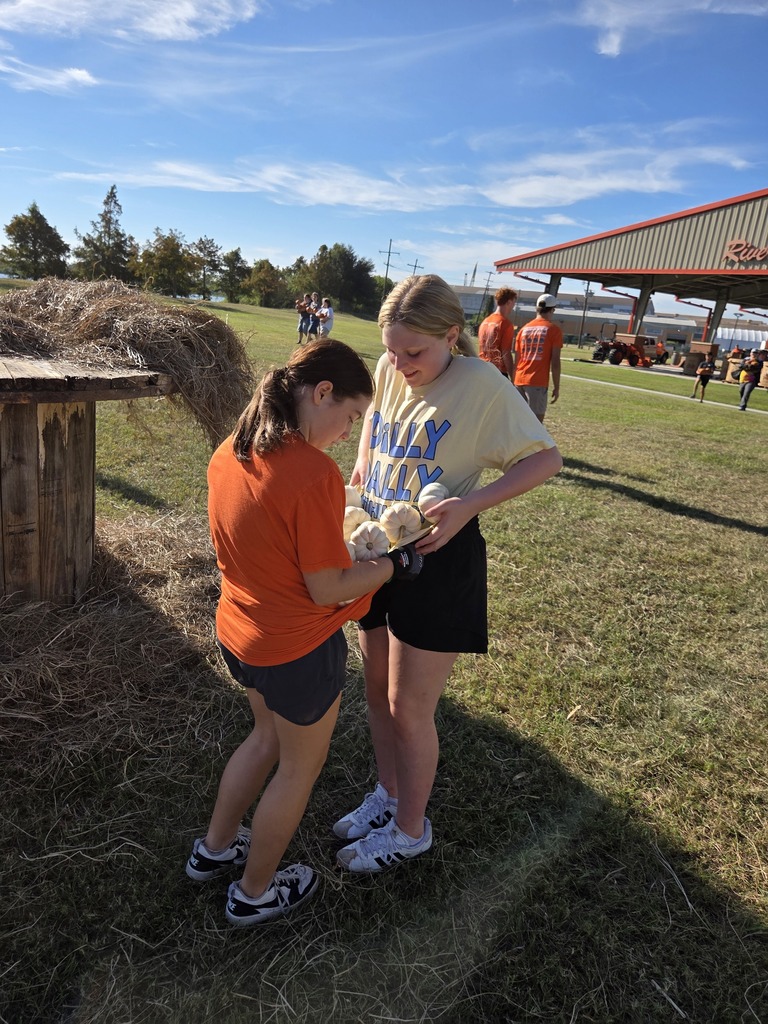 Students setting up pumpkins for orangetober fest.