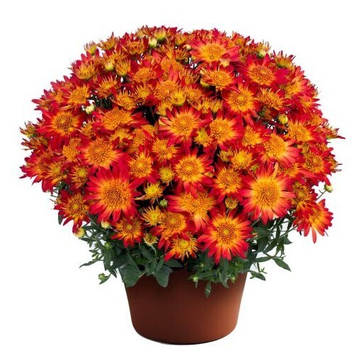 Mums clipart