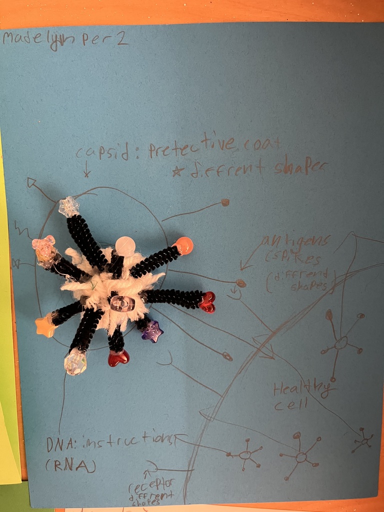 From bottle-cap capsids to pipe-cleaner spikes, these students turned science into art.