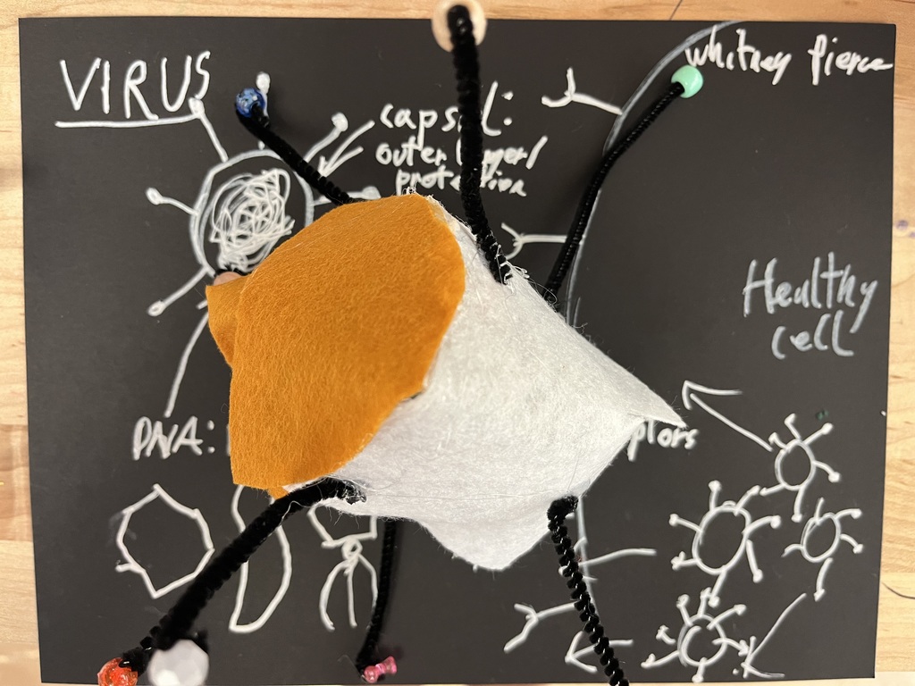 From bottle-cap capsids to pipe-cleaner spikes, these students turned science into art.