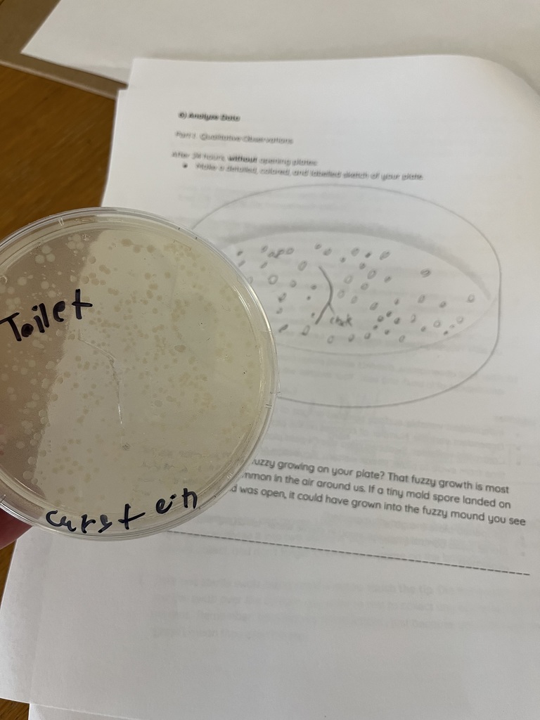 Middle School Bacterial Lab