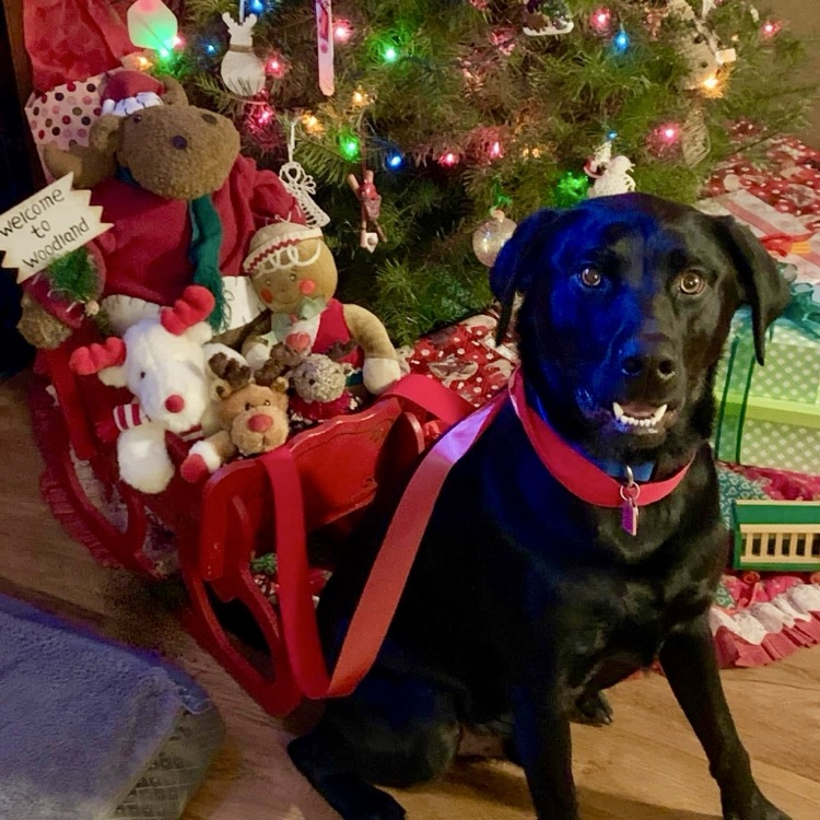 Buddy the Therapy dog poses