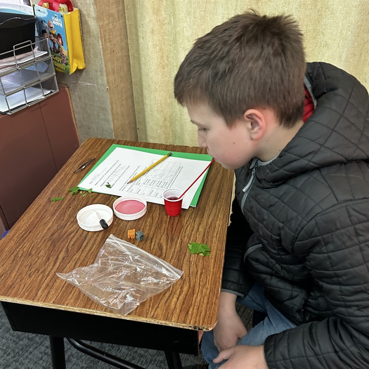 5th graders learn about insects.