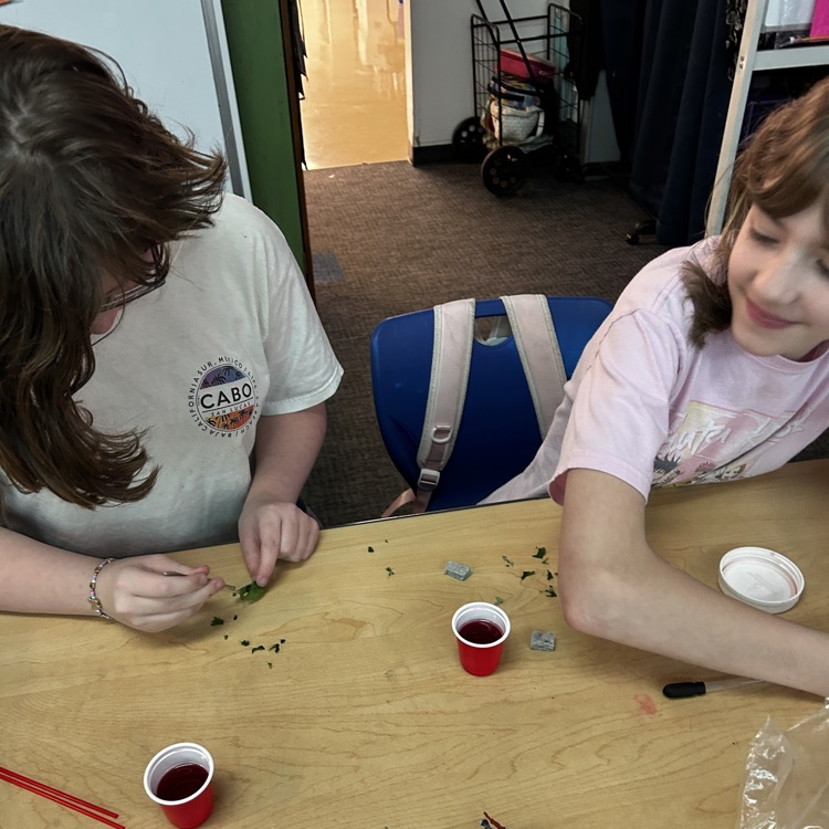 5th graders learn about insects.